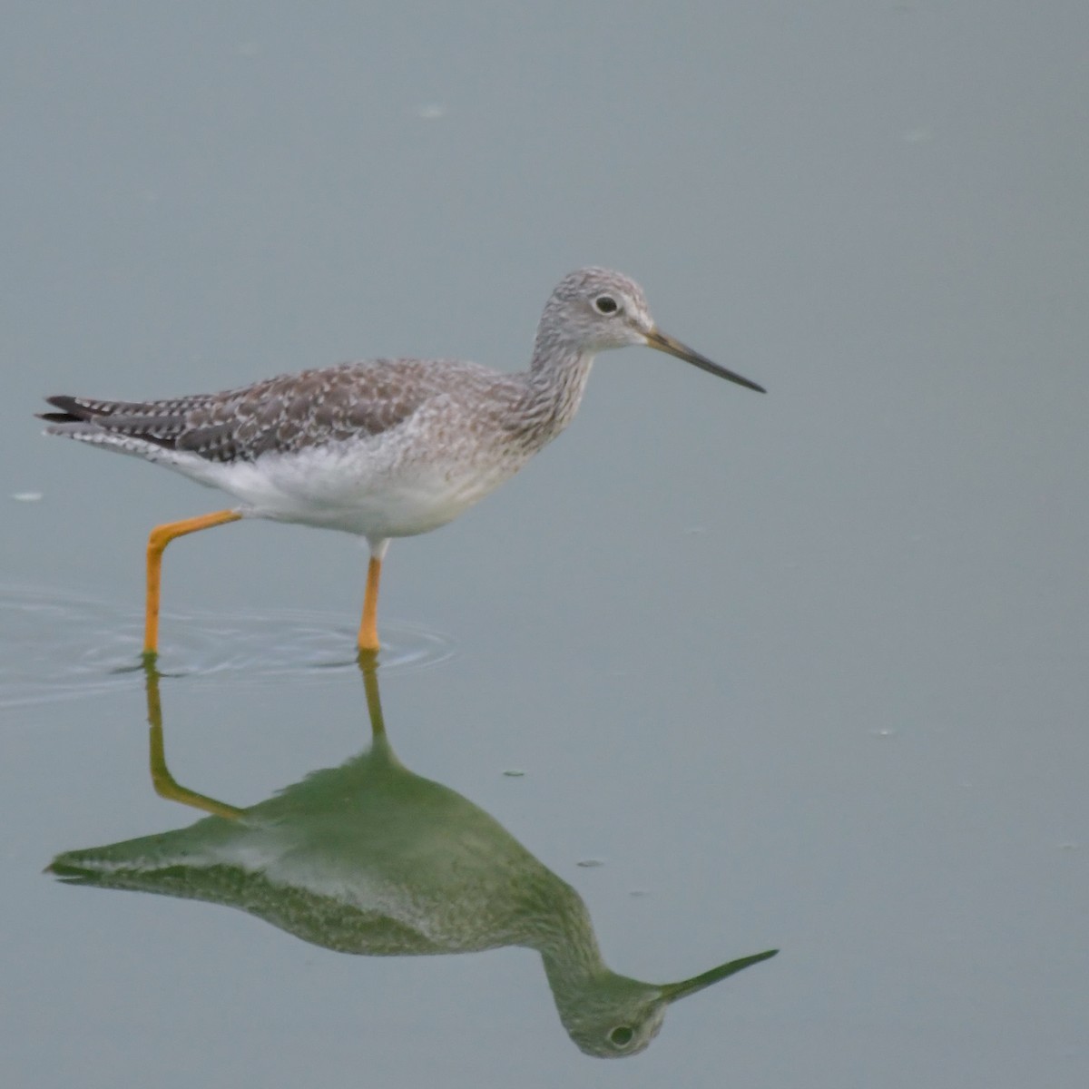 Greater Yellowlegs - ML117674551