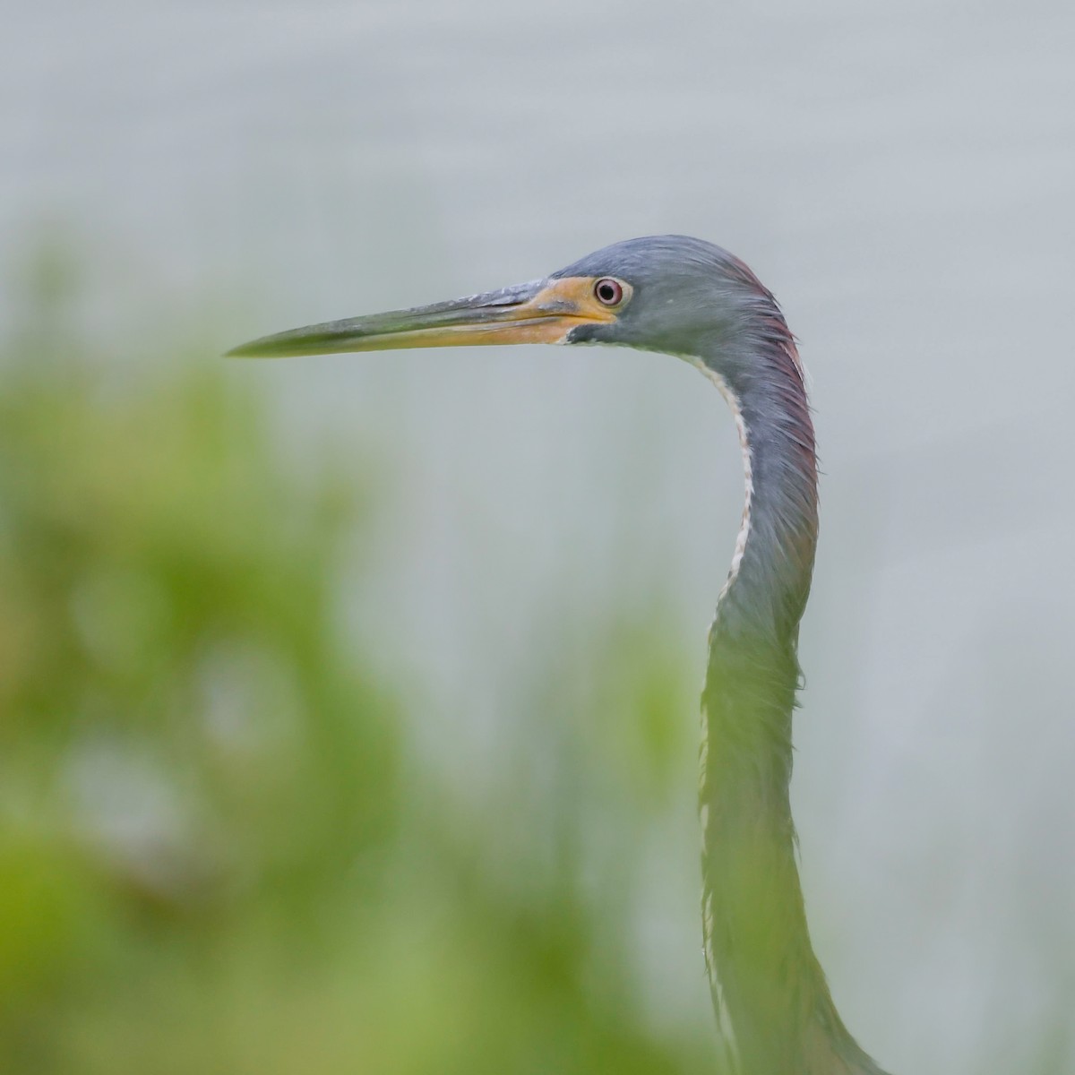 Tricolored Heron - ML117674631