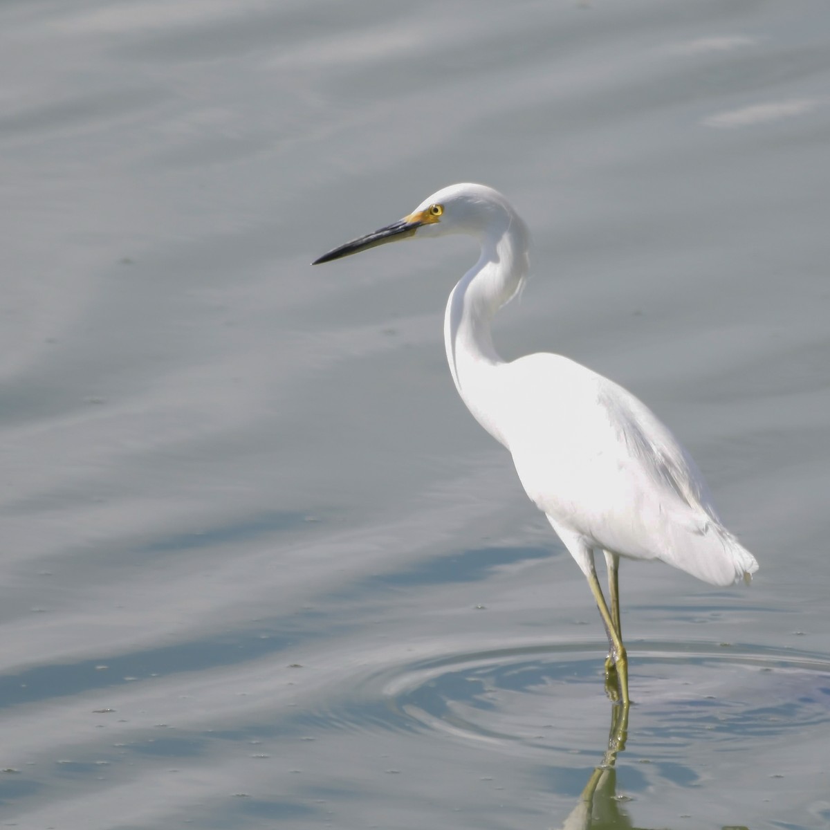 Snowy Egret - ML117674641