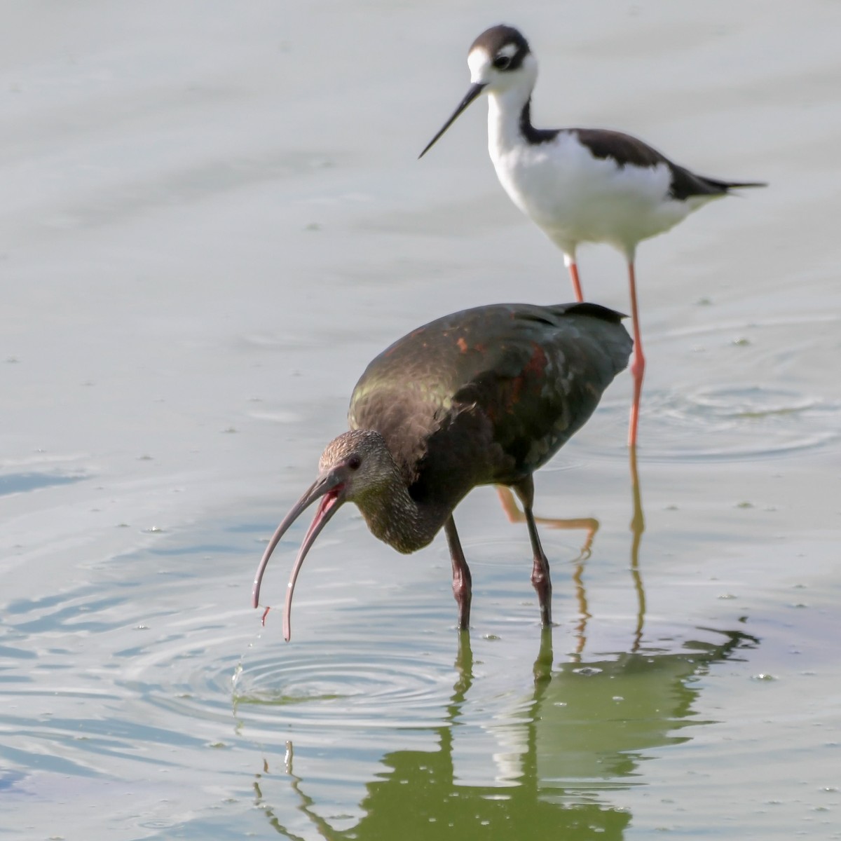 Ibis à face blanche - ML117674661