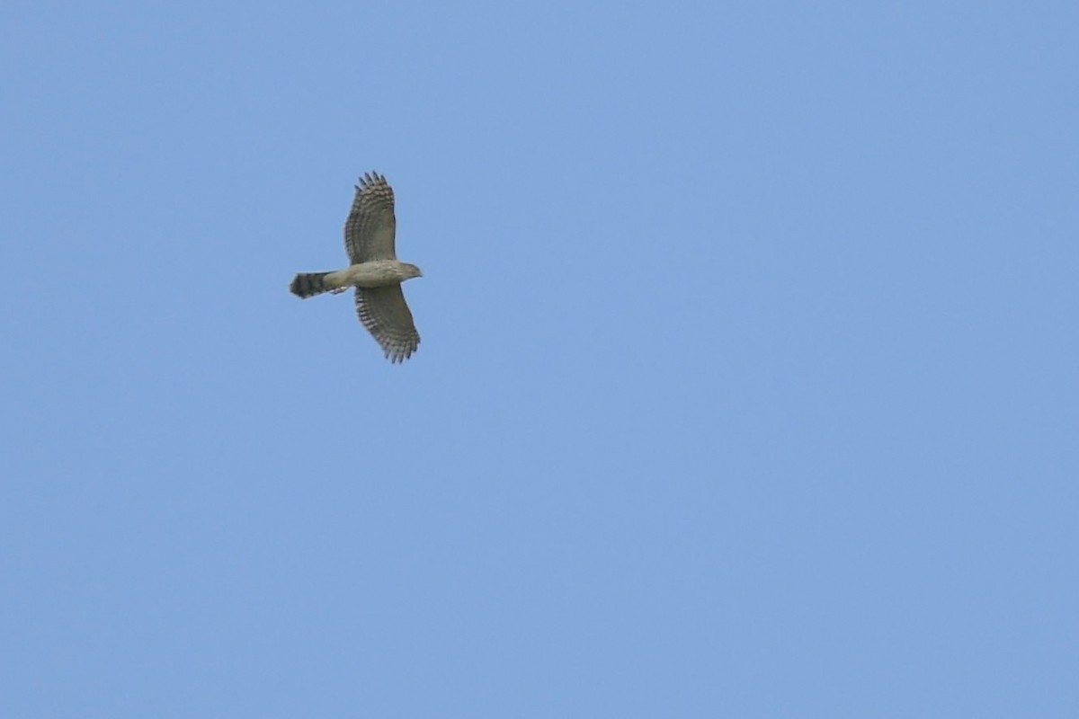 Cooper's Hawk - ML117674691