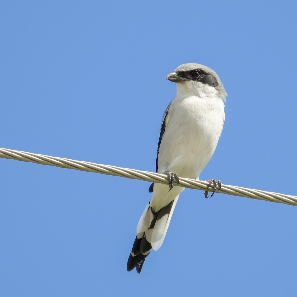 Loggerhead Shrike - ML117674811