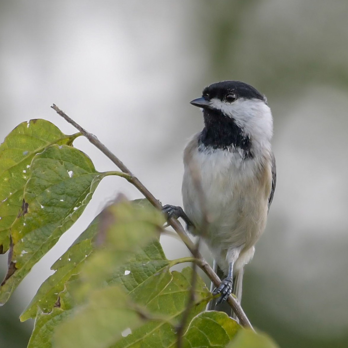 Carolina Chickadee - ML117674891