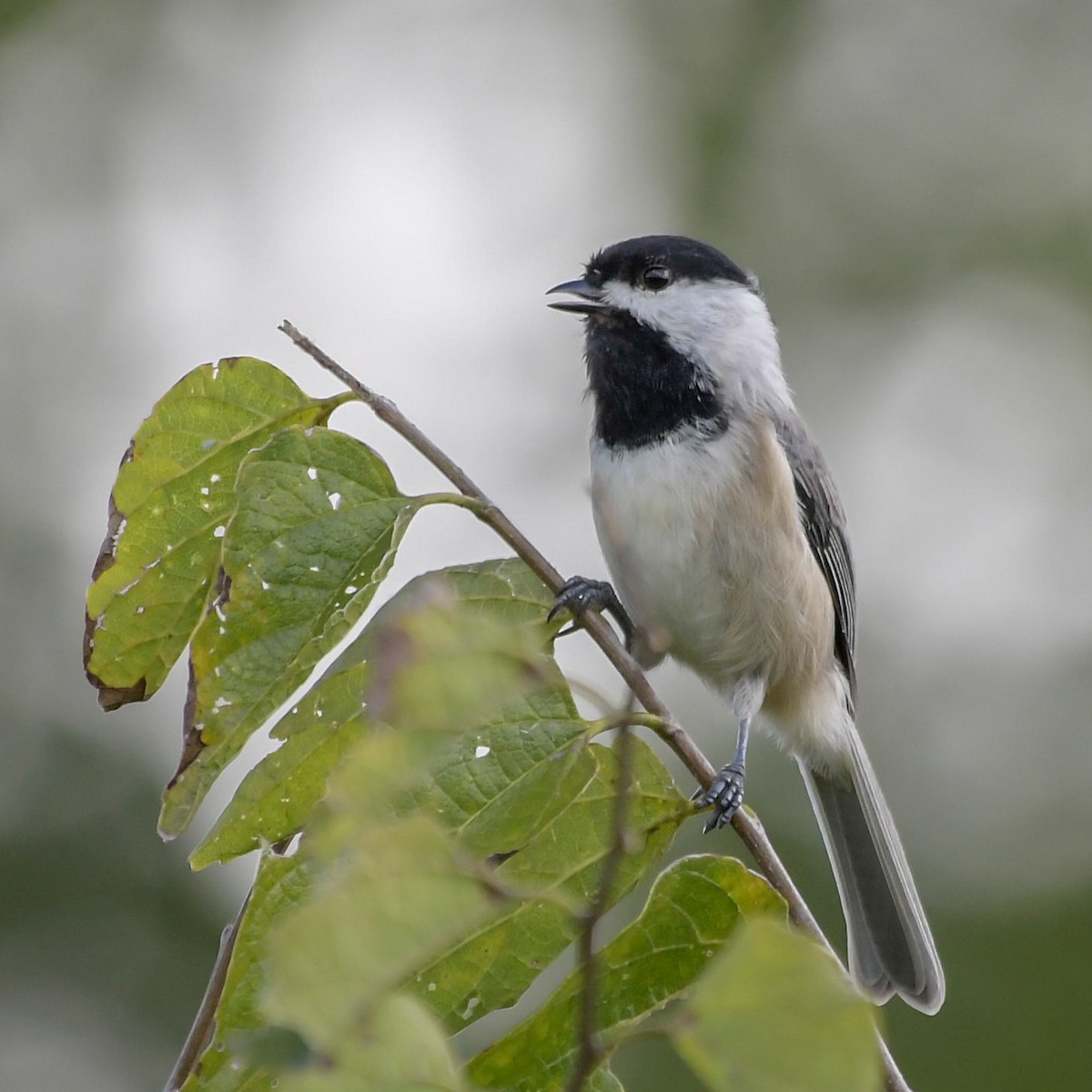 Carolina Chickadee - ML117674901