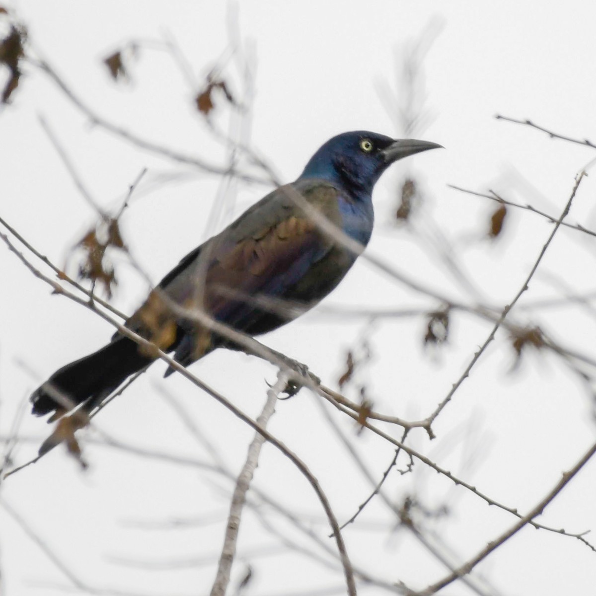 Common Grackle - ML117674951