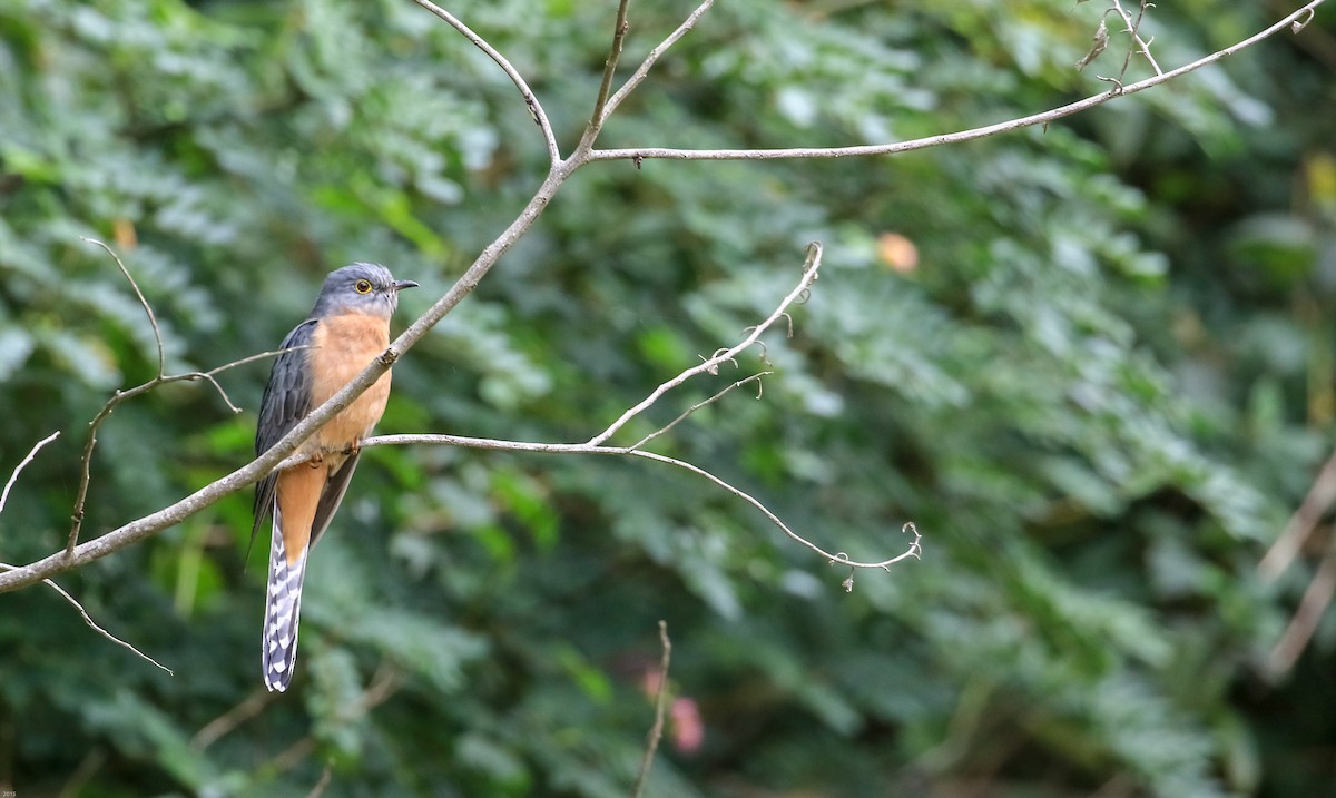 Fan-tailed Cuckoo - ML117676281
