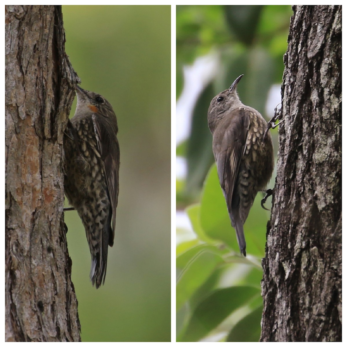 White-throated Treecreeper - ML117676291