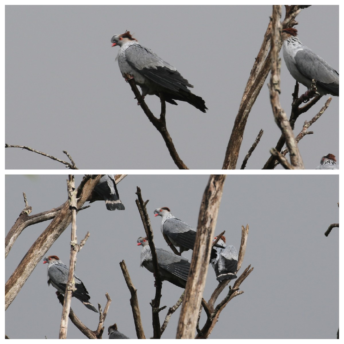 Topknot Pigeon - ML117676391
