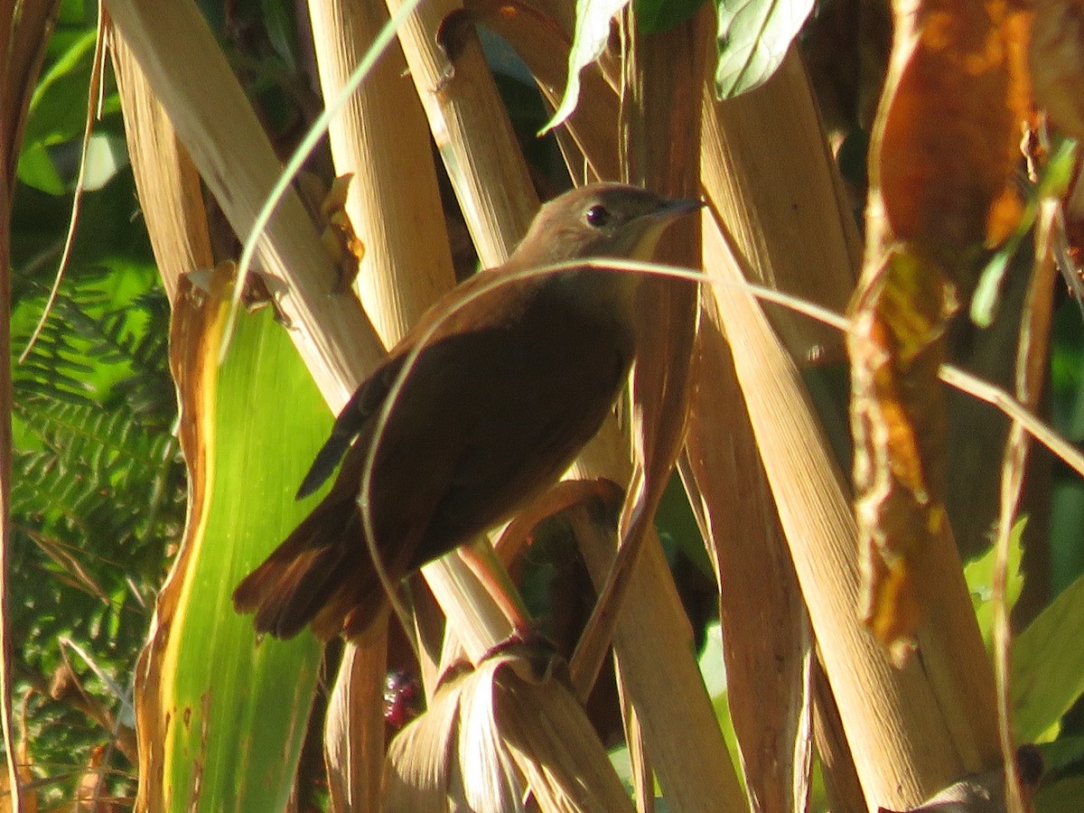 Common Nightingale - Pedro Ramalho