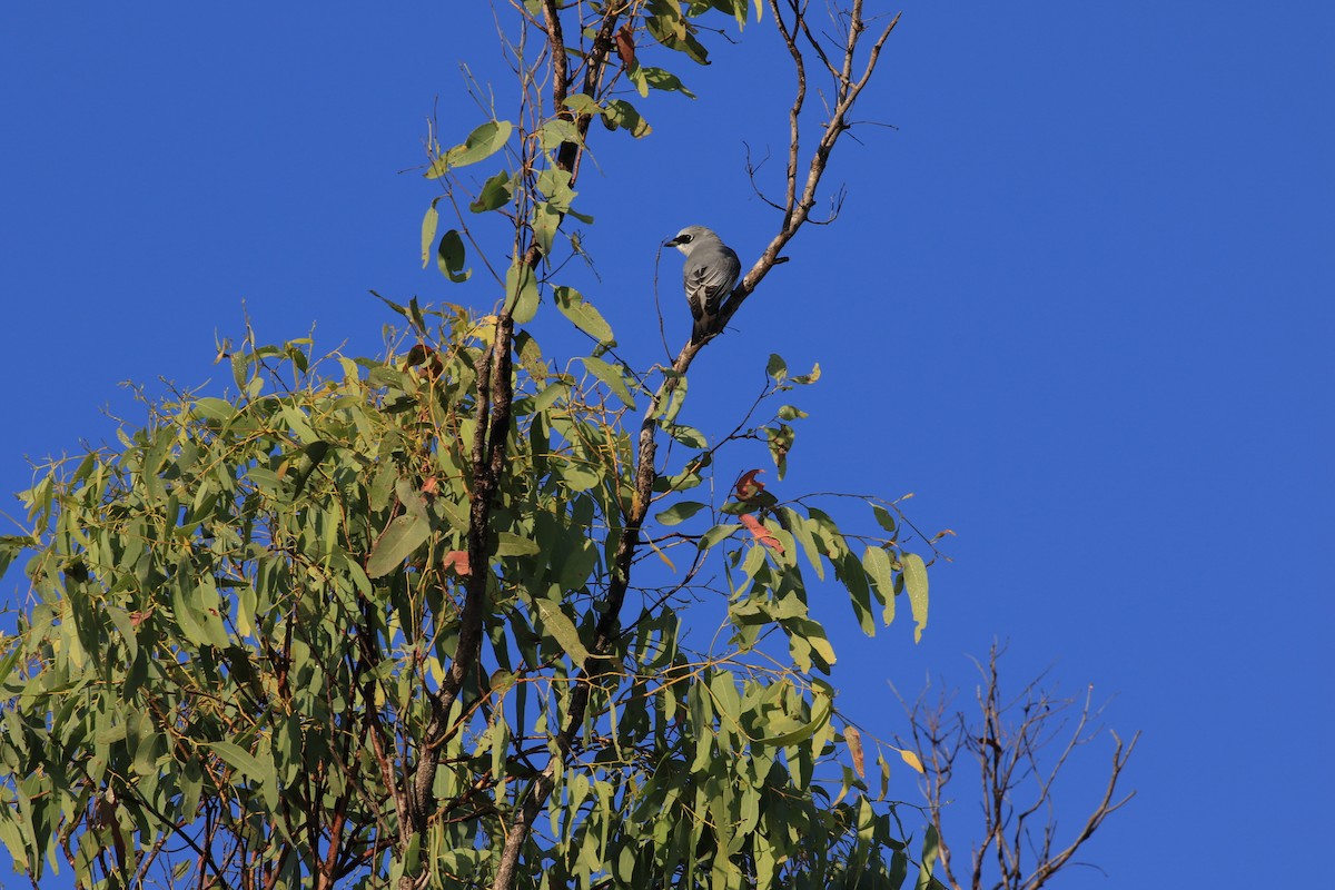White-bellied Cuckooshrike - ML117681931