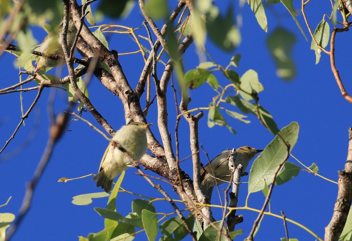 Fuscous Honeyeater - ML117682621