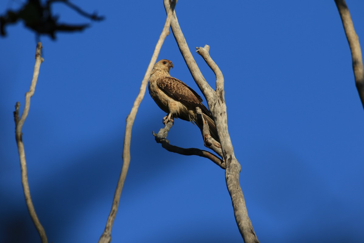 Whistling Kite - ML117682841