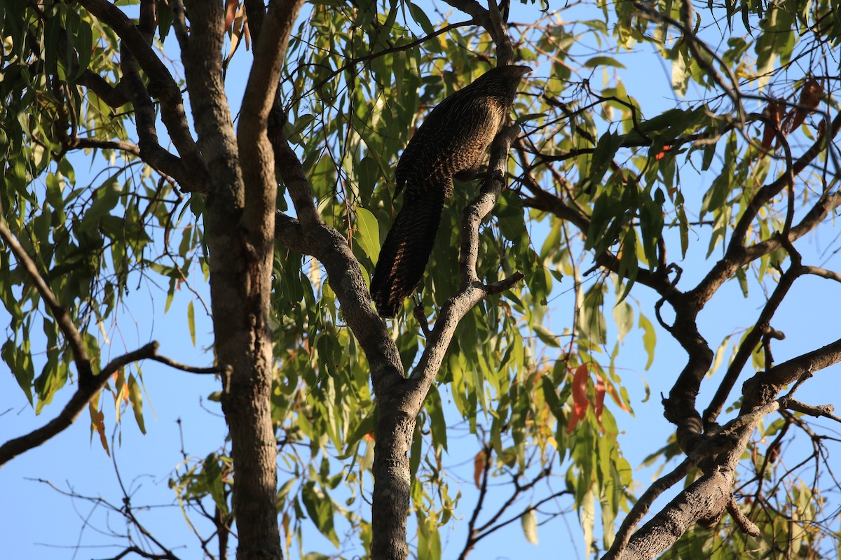 Pheasant Coucal - ML117682951