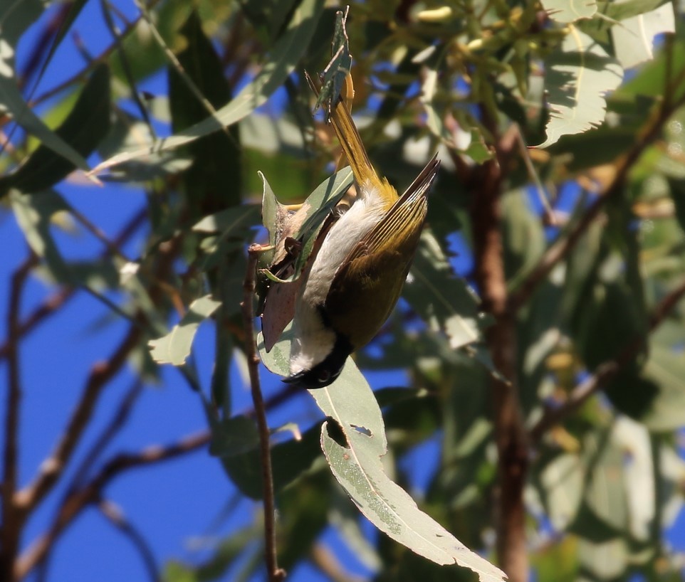 White-throated Honeyeater - ML117683331