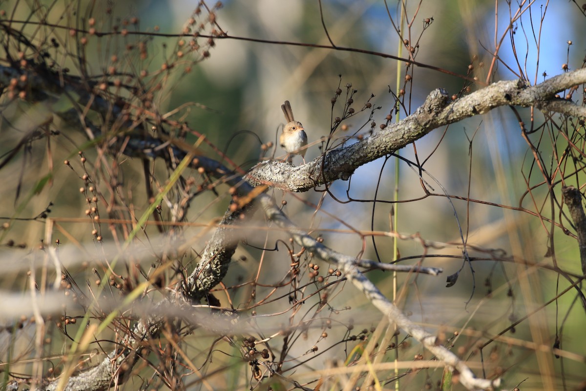 Red-backed Fairywren - ML117683591