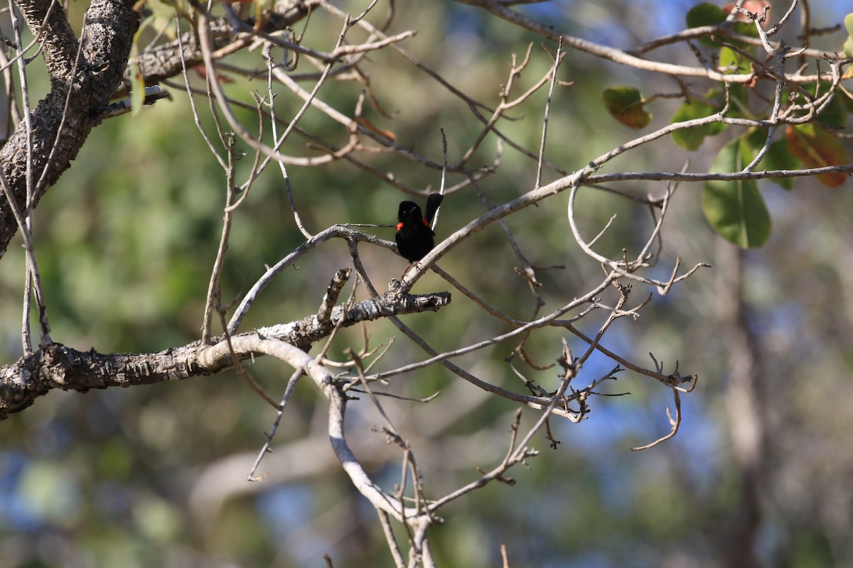 Red-backed Fairywren - ML117683701