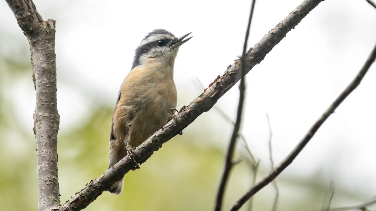 Red-breasted Nuthatch - ML117683811