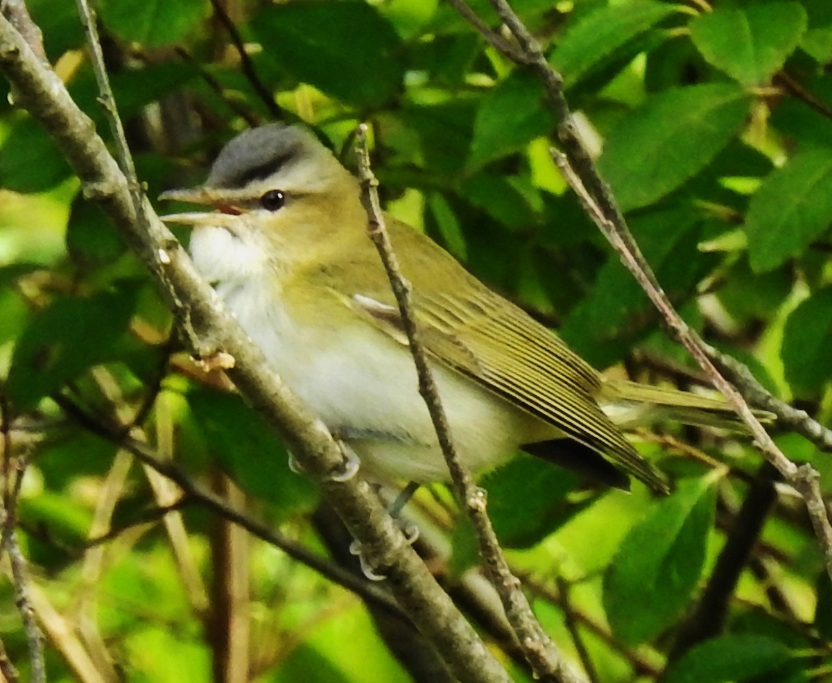 Red-eyed Vireo - ML117683831