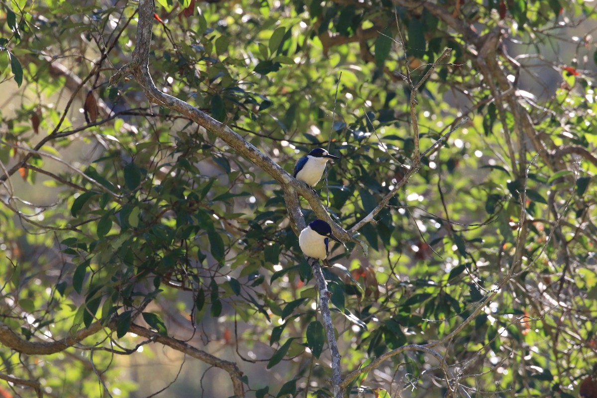 Forest Kingfisher - ML117684301