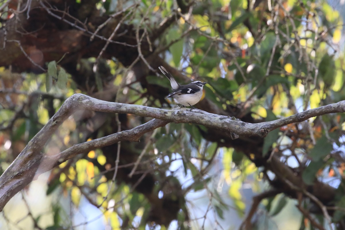 White-browed Robin - ML117684451