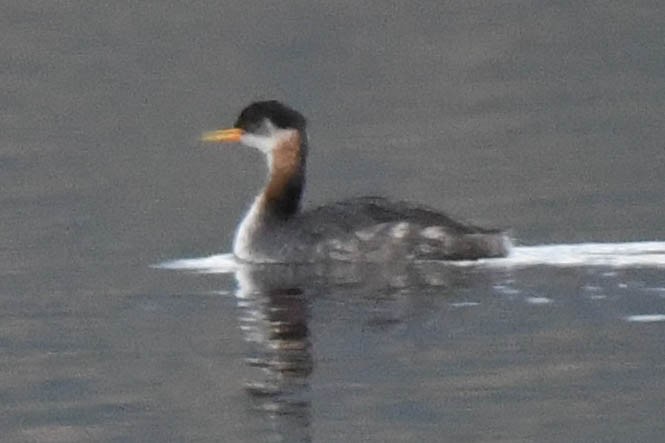 Red-necked Grebe - Steve Flood