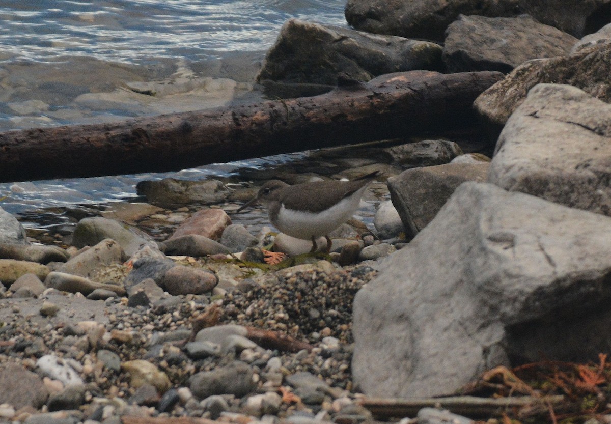 Spotted Sandpiper - ML117686431