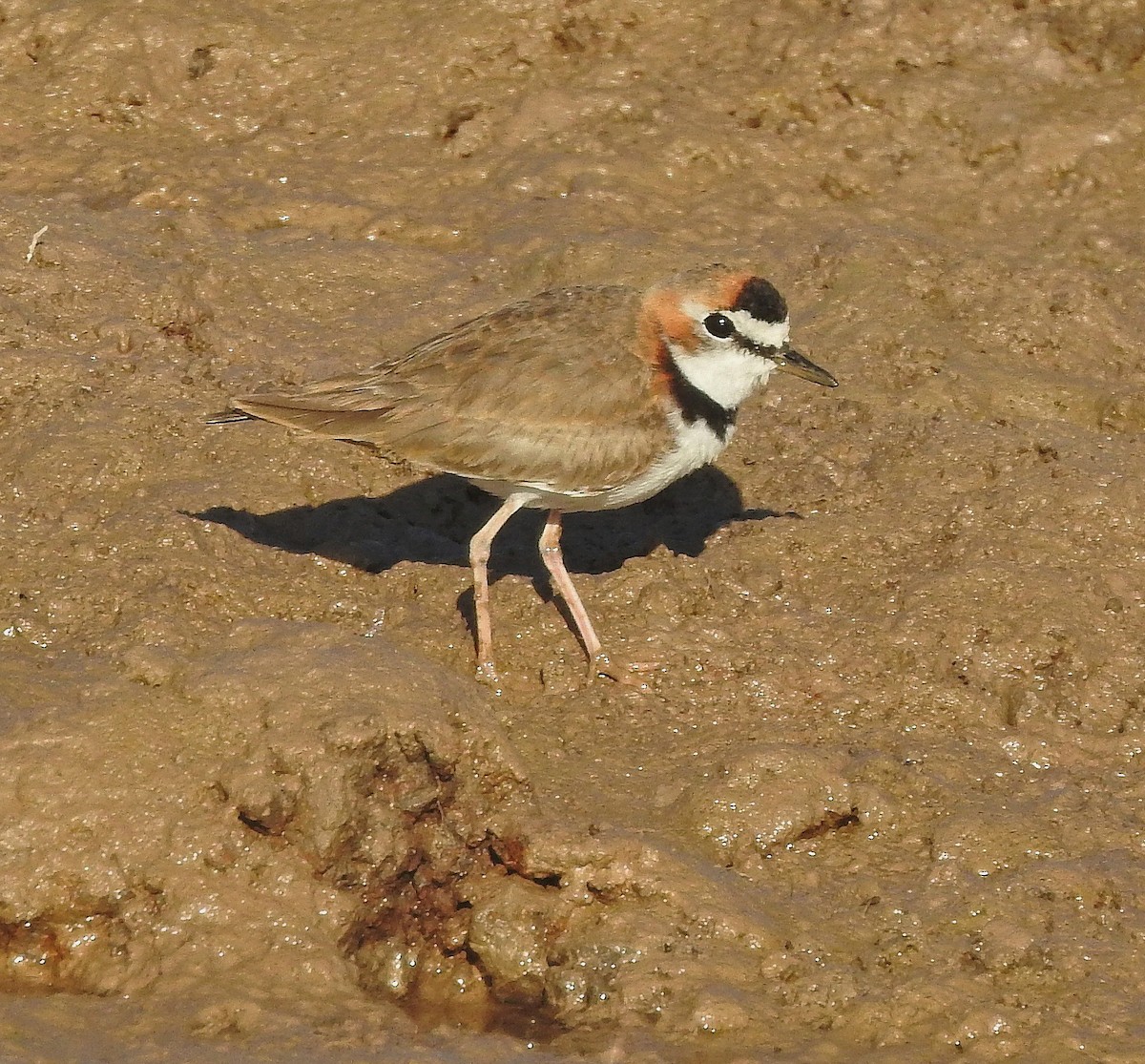 Collared Plover - ML117687281