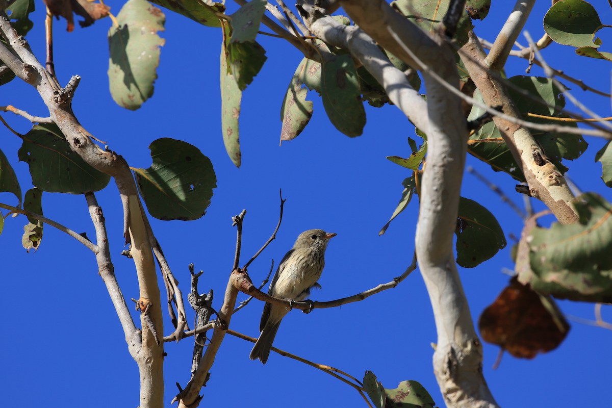 Rufous Whistler - ML117688731
