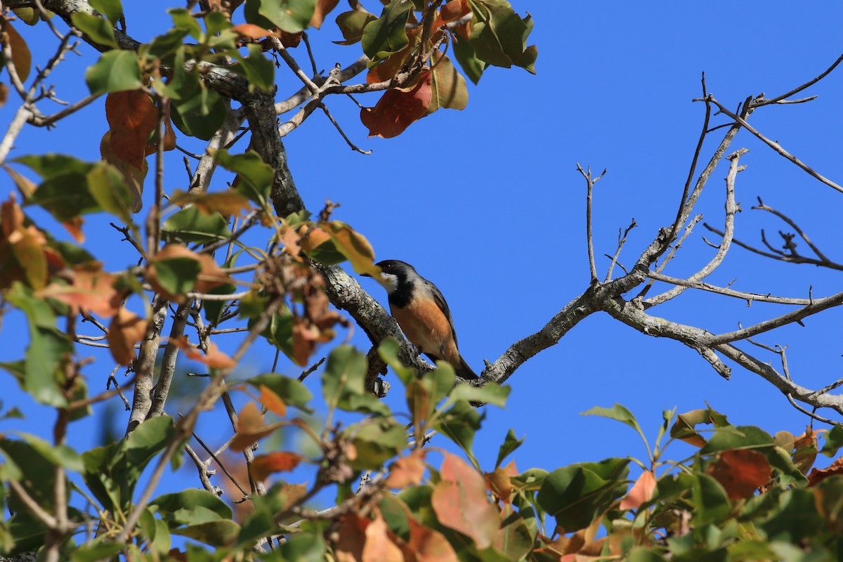 Rufous Whistler - ML117688931