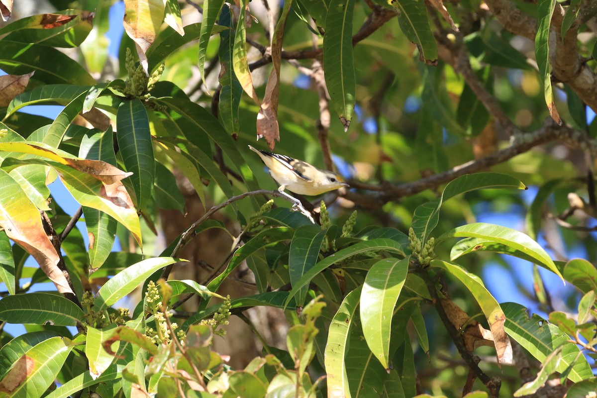 Striated Pardalote - ML117689191