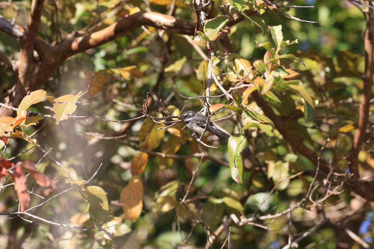 Gray Fantail - ML117689451