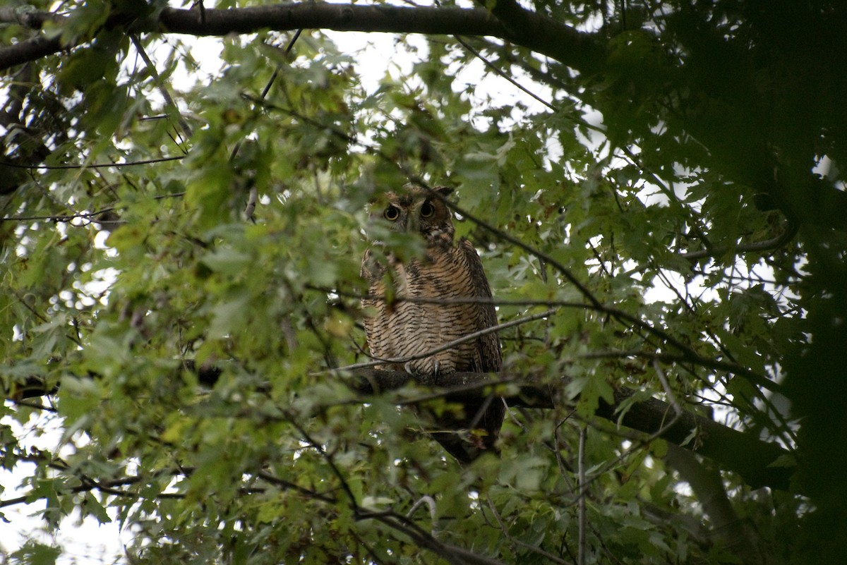 Great Horned Owl - ML117692441