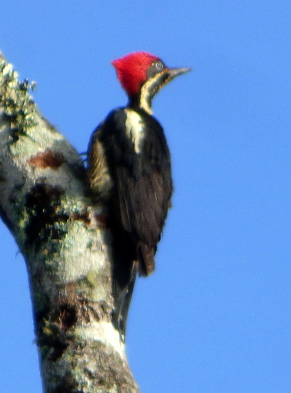 Lineated Woodpecker - ML117692641