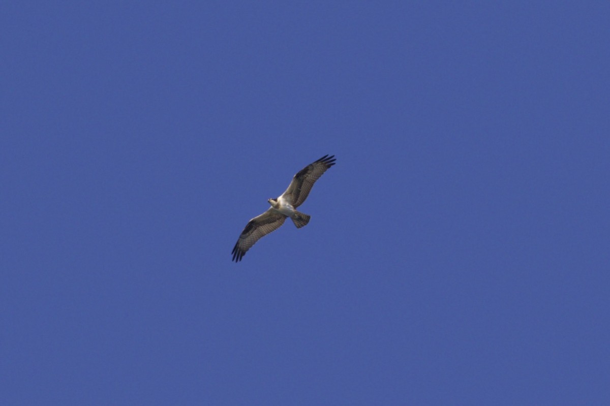 Osprey - ML117696251