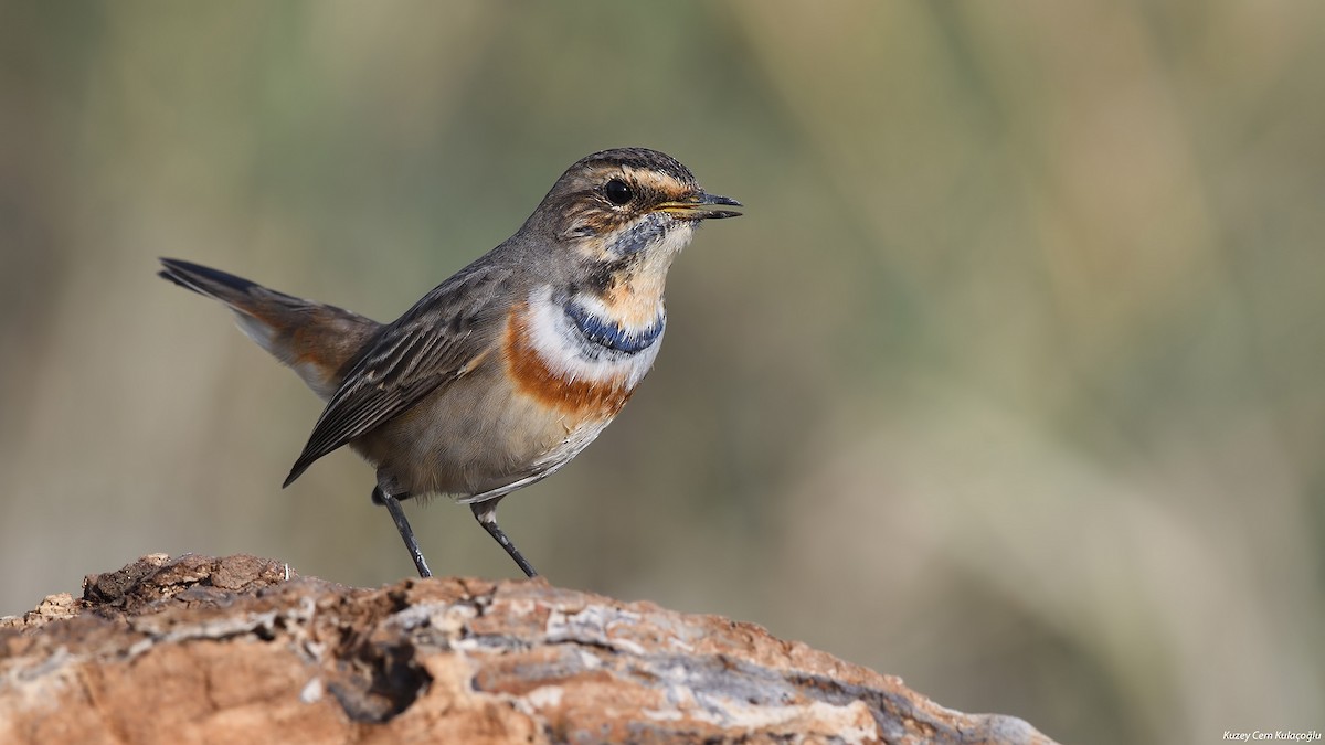 Bluethroat - Kuzey Cem Kulaçoğlu