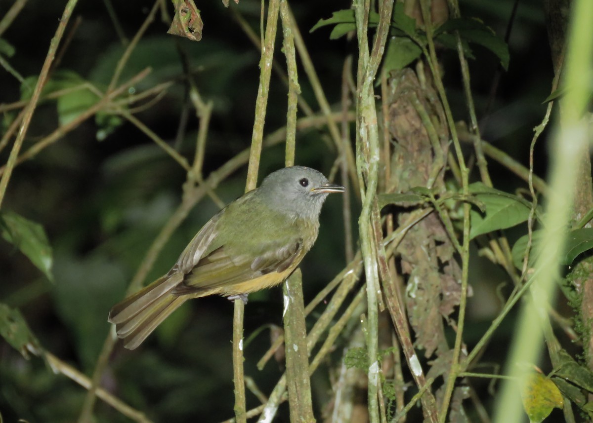 Gray-hooded Flycatcher - ML117698401