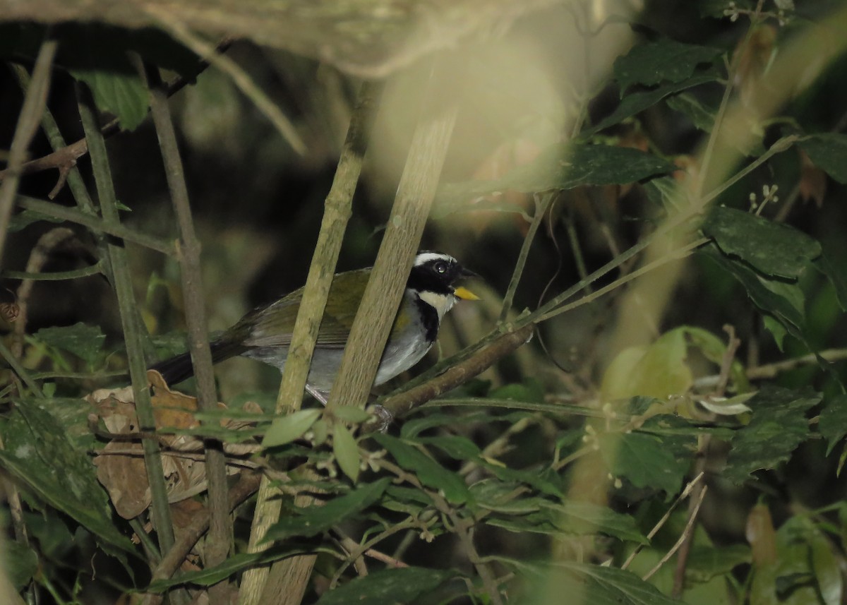 Half-collared Sparrow - ML117698571