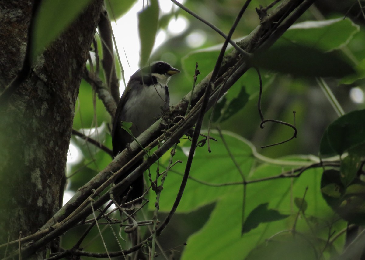 Half-collared Sparrow - ML117698581