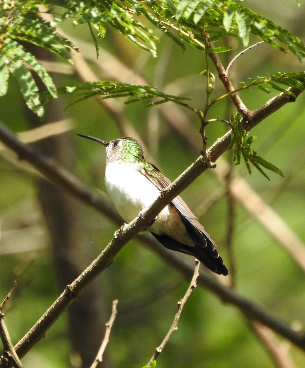 kolibřík klínoocasý - ML117702511