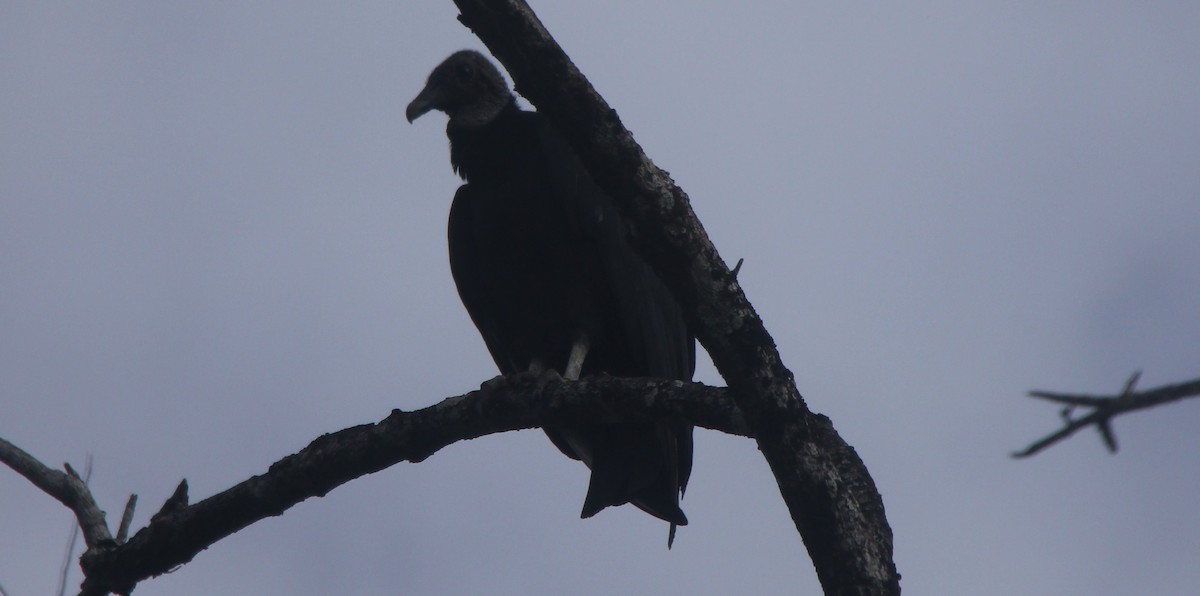 Black Vulture - ML117702771