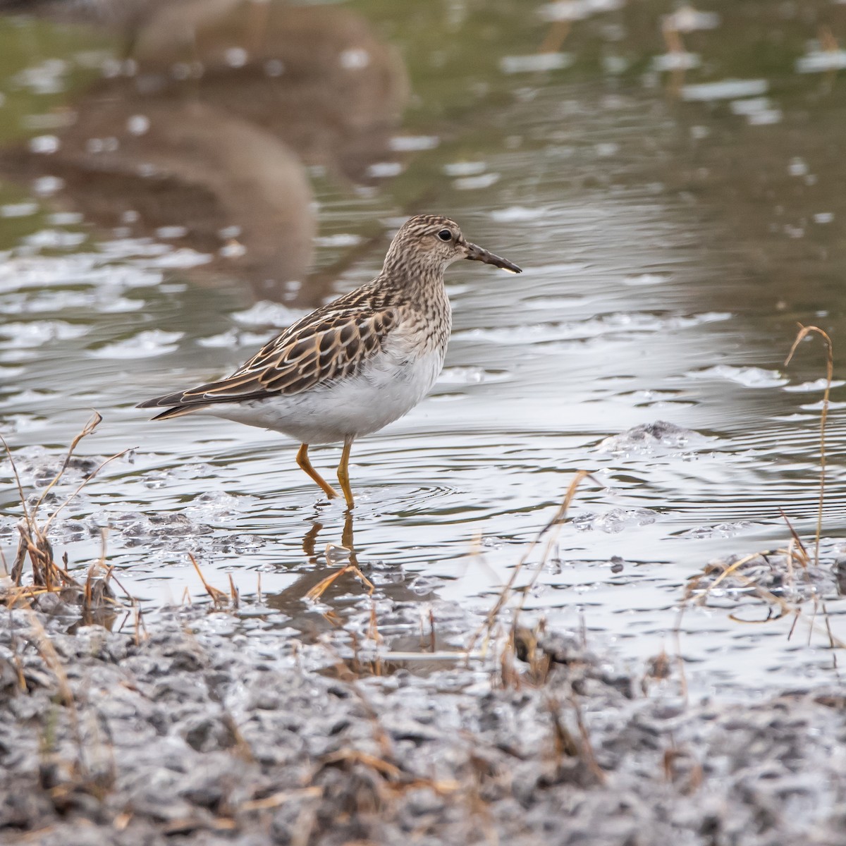 Pectoral Sandpiper - ML117702791