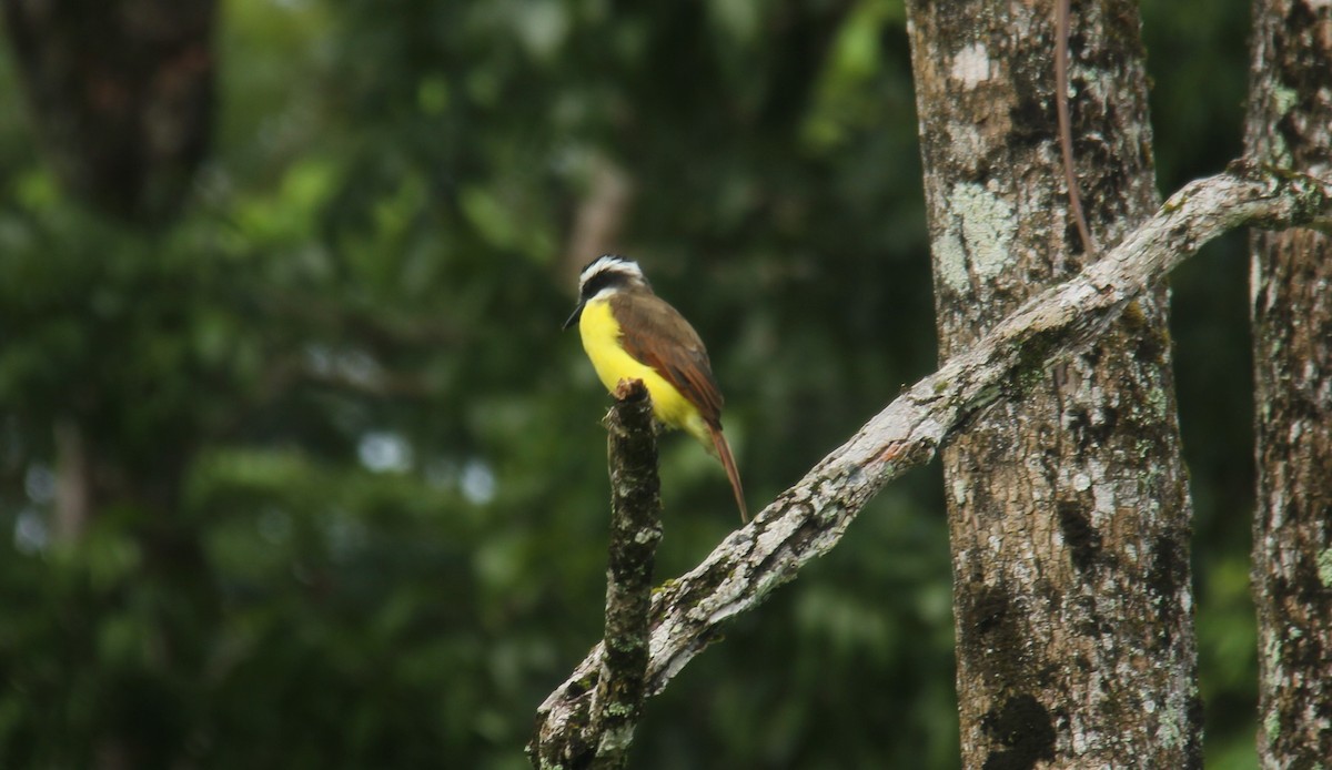 Great Kiskadee - ML117703131