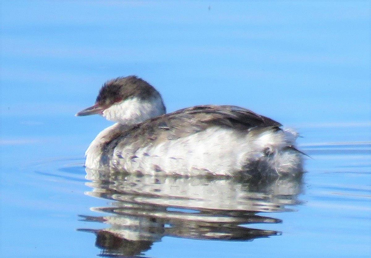 Horned Grebe - ML117703391