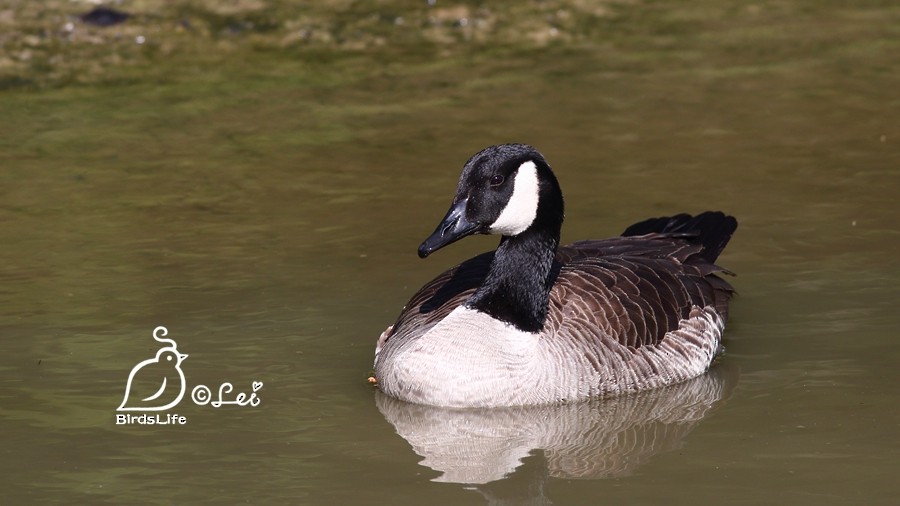 Canada Goose - ML117703851