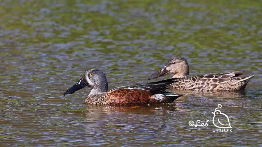 Australasian Shoveler - Lei Zhu