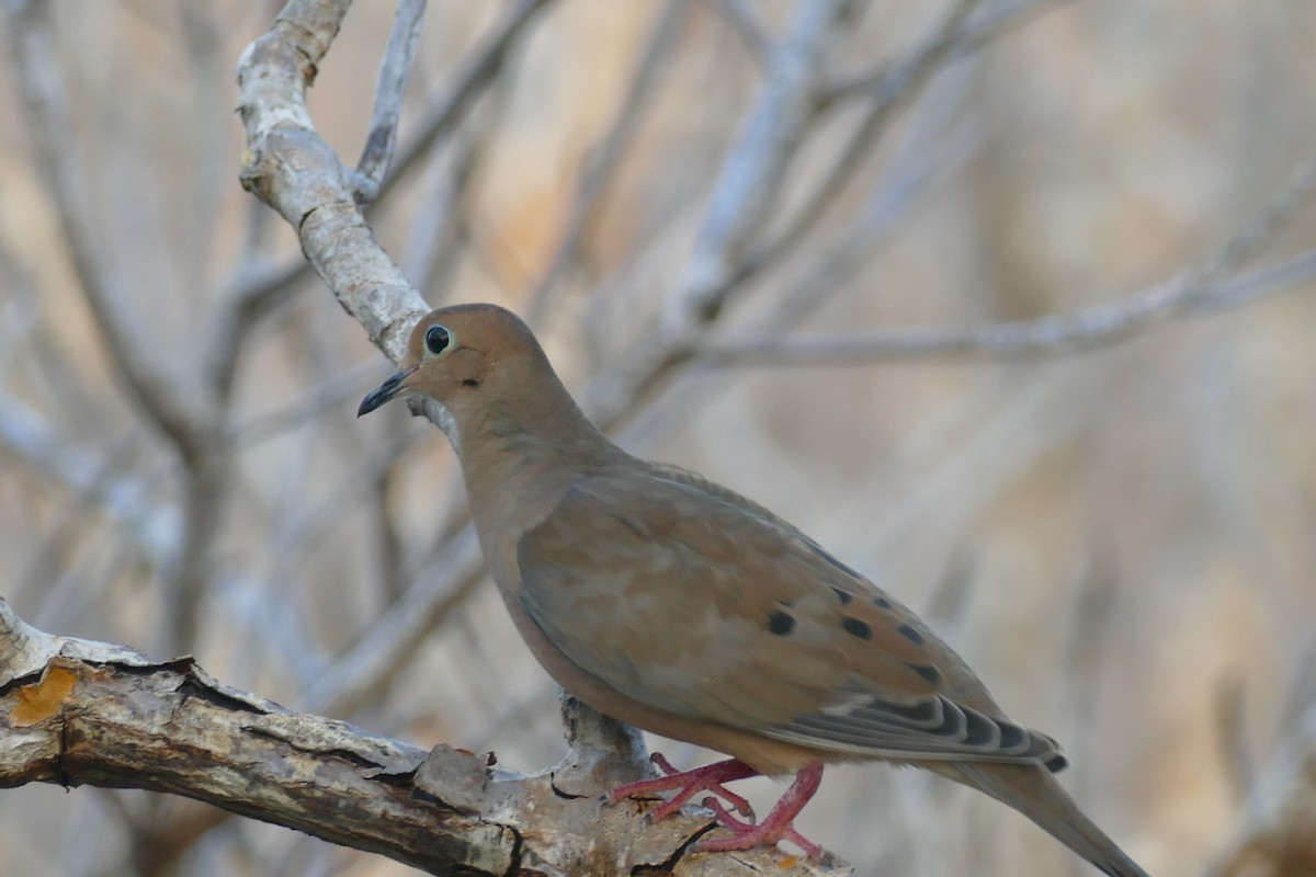 Mourning Dove - ML117704881