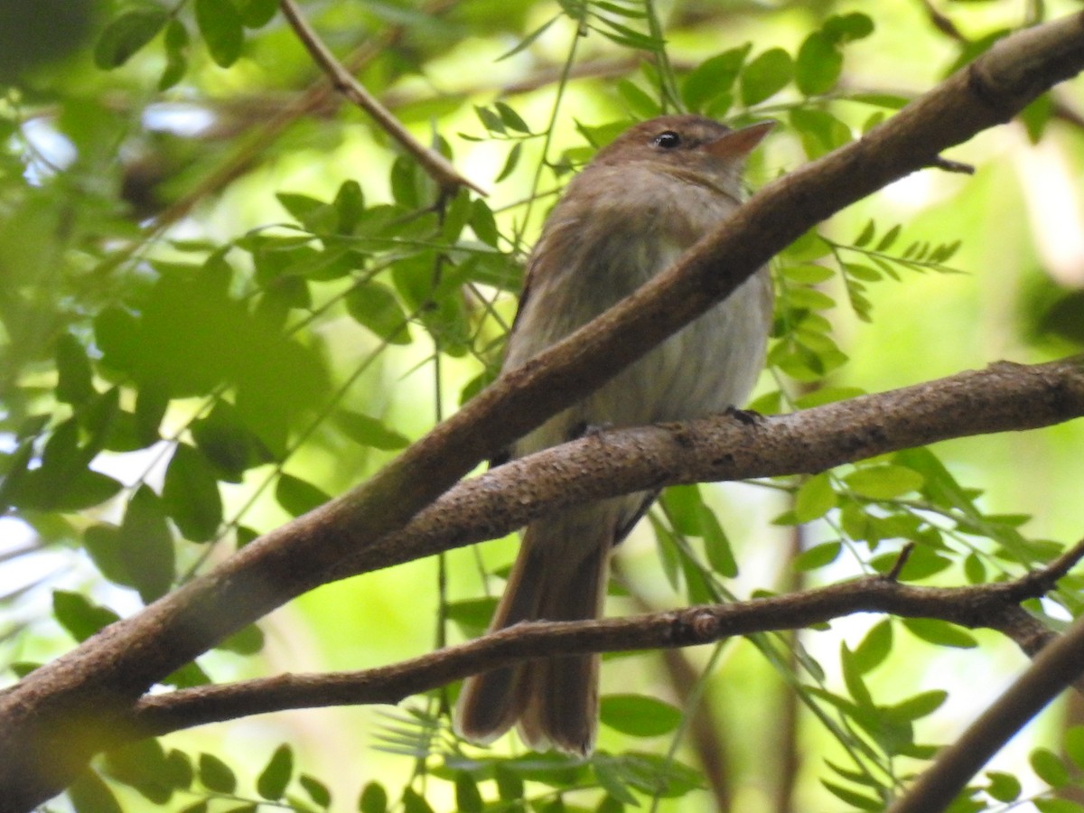 Euler's Flycatcher - ML117705511