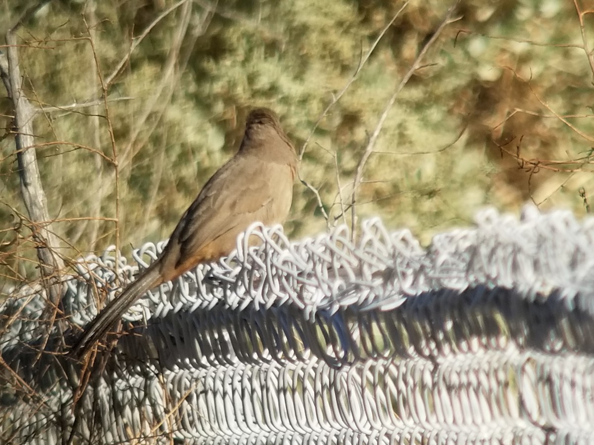 Abert's Towhee - ML117705781