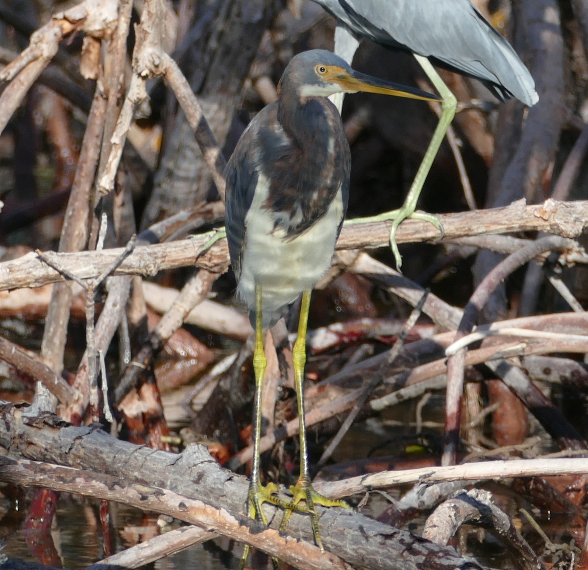 Tricolored Heron - ML117705831