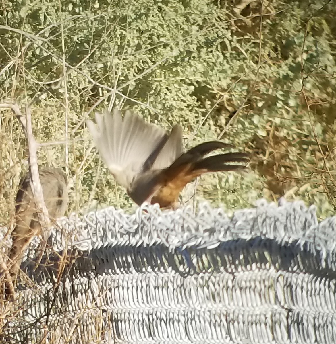 Abert's Towhee - ML117705871